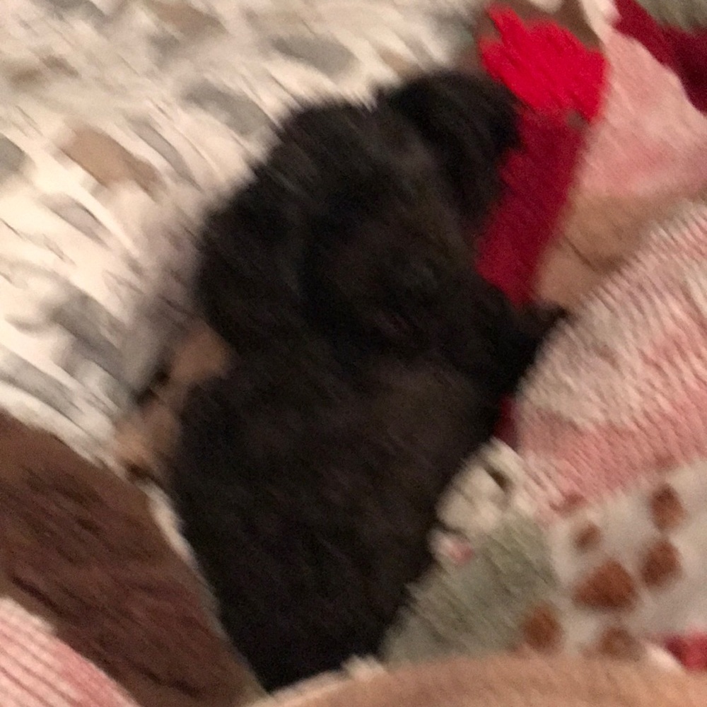 Meet your Posher, Susan